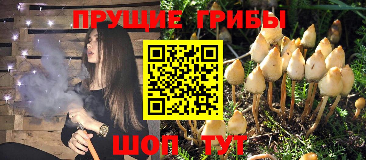 Галлюциногенные грибы Magic Shrooms  Вход с VPN  купить наркотики сайты  Усть-Джегута 